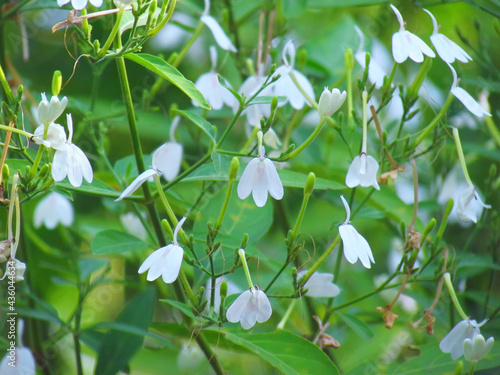 Small white flowers of Rhinacanthus nasutus, White crane flower or snake jasmine, Single flowering and hanging on tree with green leaves.  photo