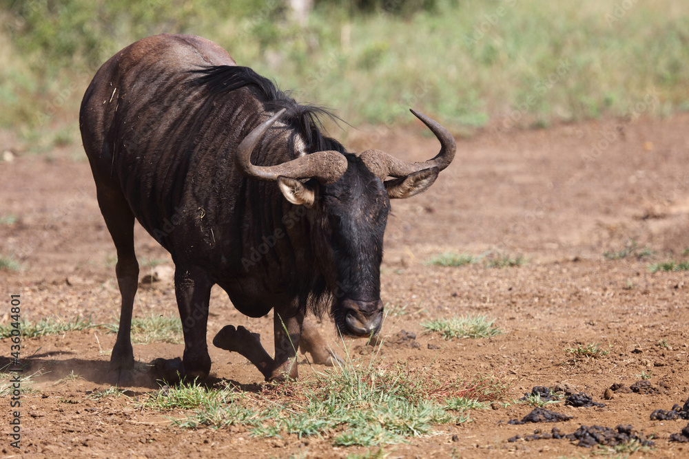 Streifengnu / Blue wildebeest / Connochaetes taurinus Streifengnu / Blue wildebeest / Connochaetes taurinus