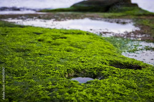 fascinating detail of a rock full of moss located on the shore