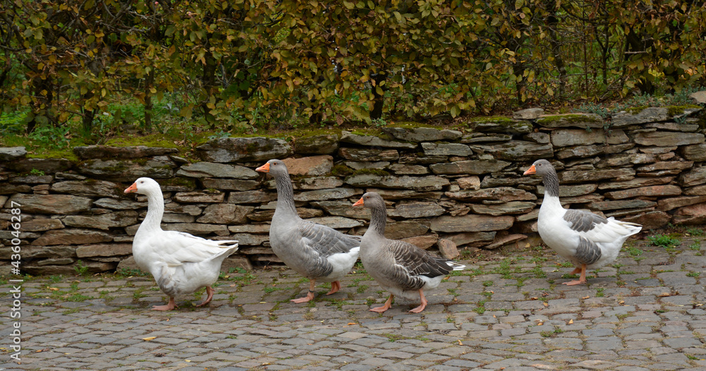 gänse auf einer dorfstrasse gänse auf einer dorfstrasse