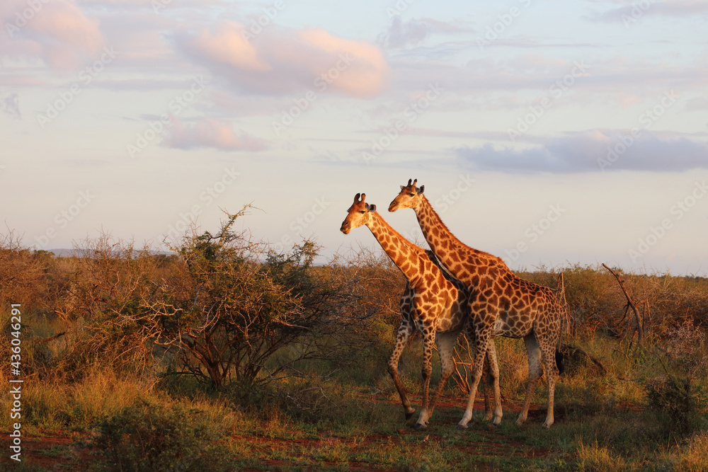 Foto Giraffe / Giraffe / Giraffa camelopardalis
