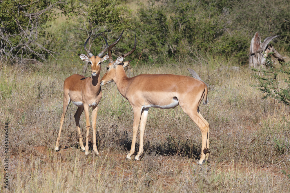 Schwarzfersenantilope / Impala / Aepyceros melampus Schwarzfersenantilope / Impala / Aepyceros melampus