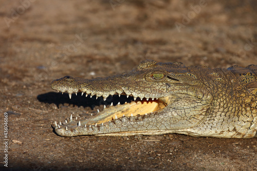 Nilkrokodil / Nile crocodile / Crocodylus niloticus