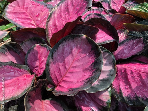 Calathea crimson pink or Calathea roseopicta in garden. Colorful foliage plant for decorate in office room or house. Can do fresh pure air in room. photo