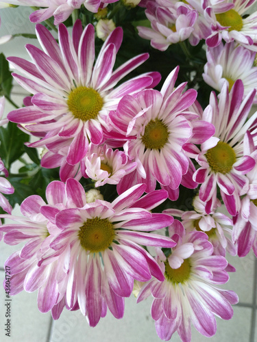 pink chrysanthemum flowers