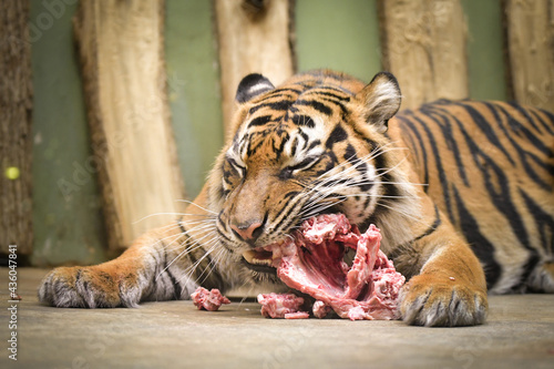 Canvas Print An Asia tiger is eating his meet in his habitat. He is nervous.