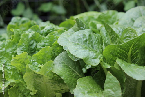 lettuce in the garden