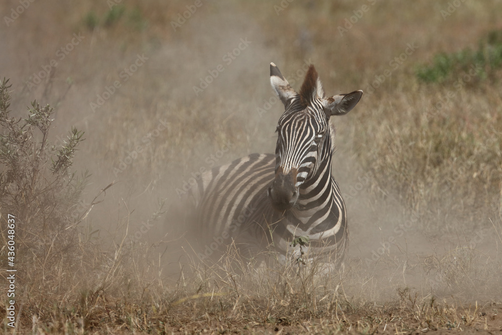 Obraz premium Steppenzebra / Burchell's zebra / Equus burchellii