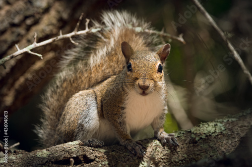 Squirrel portrait. North American Gray Squirrel. Feeding cute fluffy rodents in the park. Natural forest background. Wildlife animals for postcard or book illustration. High resolution photo.