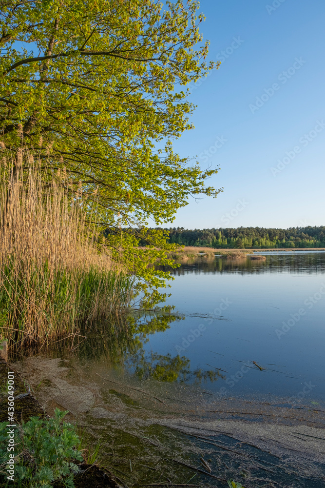 View of a pond near Mönau