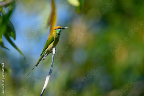 Green Bee-Eater, Little Green bee-eater, Merops Orientalis