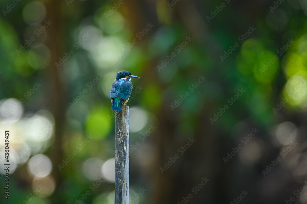Obraz premium Common kingfisher, Alcedo atthis.