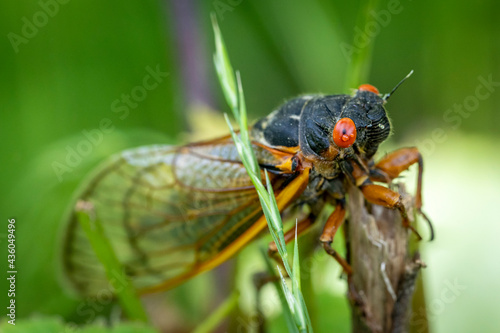 A red-eyed, 17-year Brood X cicada completes its transformation on a tree in the woods of Virginia.