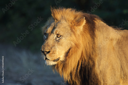 Afrikanischer Löwe / African lion / Panthera leo.