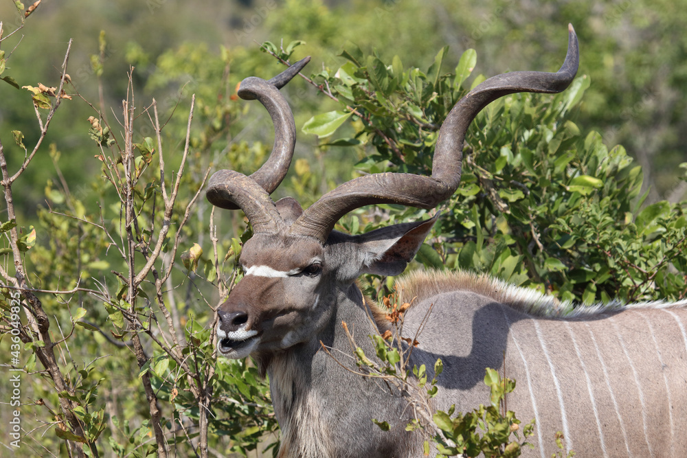 1461 kudu