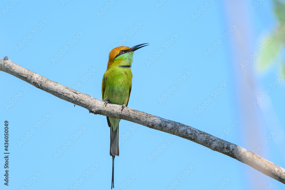 Obraz premium Green Bee-Eater, Little Green bee-eater, Merops Orientalis