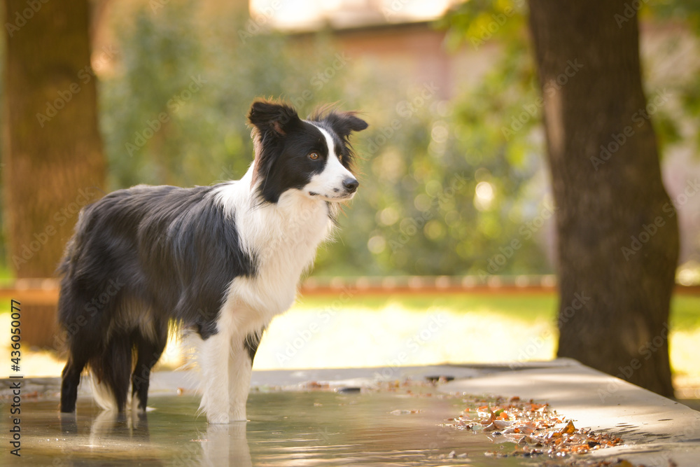 Dog border collie is standing in water. Nice dog in autumn nature. Photos |  Adobe Stock