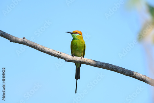 Green Bee-Eater, Little Green bee-eater, Merops Orientalis