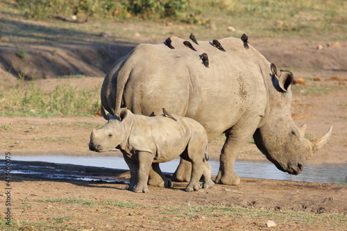 Schilderij op canvas Breitmaulnashorn und Rotschnabel-Madenhacker / Square-lipped rhinoceros and Red-billed oxpecker / Ceratotherium Simum et Buphagus erythrorhynchus
