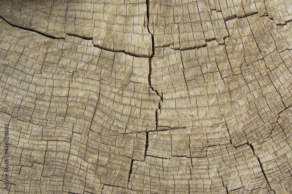 Close-up of old, gray, weathered southern oak wood with annual rings. Cross cut of a tree trunk. Textured surface. Texture, background. The surface is covered with deep old cracks. Close-up of old, gray, weathered southern oak wood with annual rings. Cross cut of a tree trunk. Textured surface. Texture, background. The surface is covered with deep old cracks.