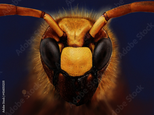 Ilustración de abeja