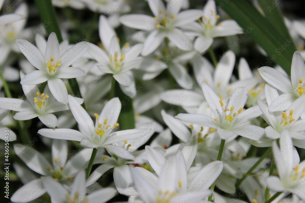 white flowers in the garden white flowers in the garden