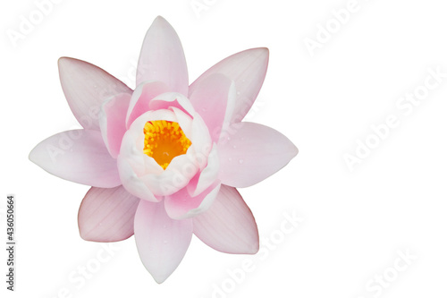 Left gently pink lotus flower on a white background. In the middle of the bud there are yellow pollen stamens and a pistil. Isolated. Copy space.