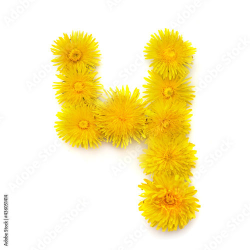 Number 4 of yellow dandelions flowers