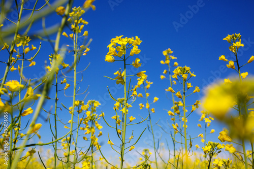 Yellow field