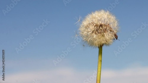 Wallpaper Mural White dandelion head with bugs inside on a blue background Torontodigital.ca