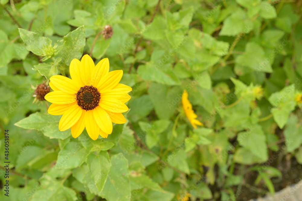 黄色の花 黄色の花