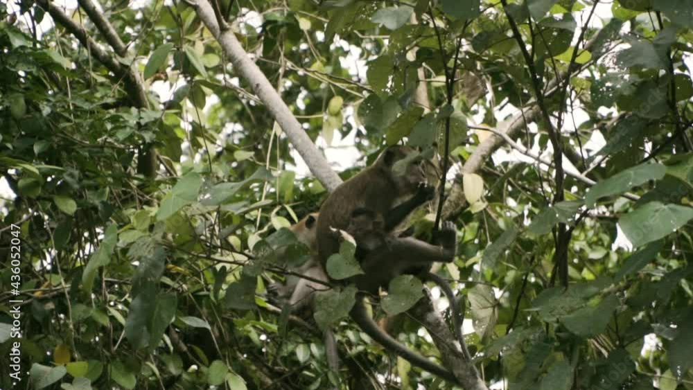 Mother And Infant Macaque Eating Coconut On A Tree In Pulau Ubin, Singapore. - close up Mother And Infant Macaque Eating Coconut On A Tree In Pulau Ubin, Singapore. - close up