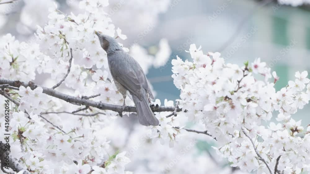 Brown-eared Bulbul Sucking Nectar From Sakura Flowers In Tokyo, Japan - close up Brown-eared Bulbul Sucking Nectar From Sakura Flowers In Tokyo, Japan - close up