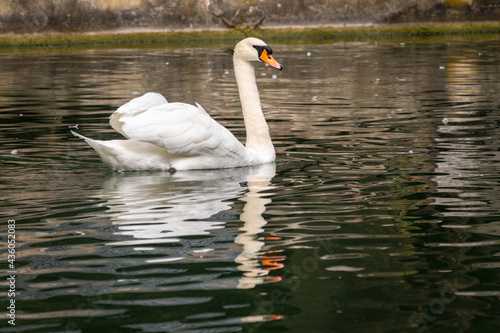 A graceful white swan swimming on a lake with dark green water. The white swan is reflected in the water