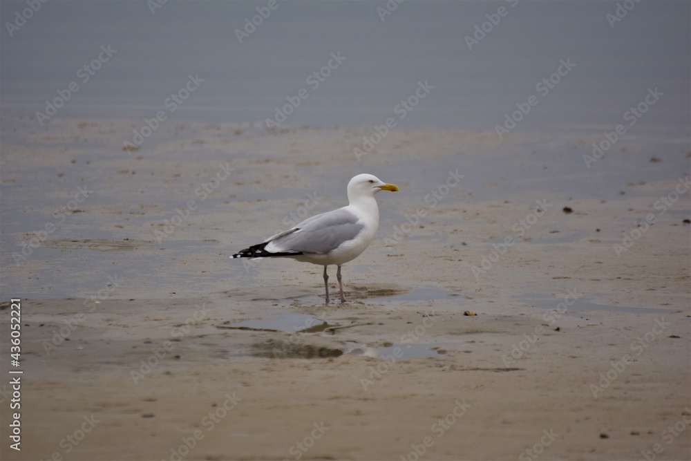 A seagull is sitting at the beach A seagull is sitting at the beach