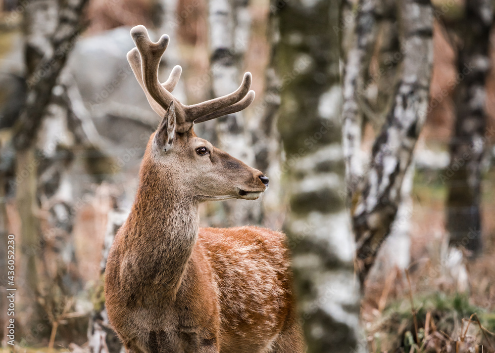 Wild red deer standing in bracken of Derbyshire Peak District forest with antlers and orange green springtime colours. Looking at camera close up big beautiful wildlife animal. Wild red deer standing in bracken of Derbyshire Peak District forest with antlers and orange green springtime colours. Looking at camera close up big beautiful wildlife animal.