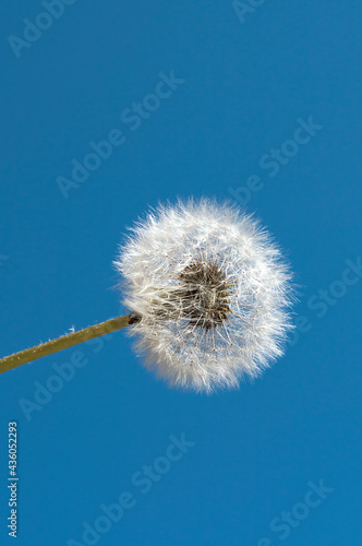 Fluffy white dandelion flower on a background of blue sky.