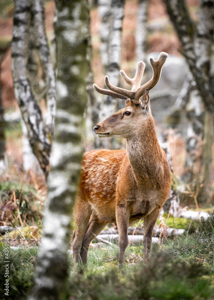 Wild red deer standing in bracken of Derbyshire Peak District forest with antlers and orange green springtime colours. Looking at camera close up big beautiful wildlife animal. Wild red deer standing in bracken of Derbyshire Peak District forest with antlers and orange green springtime colours. Looking at camera close up big beautiful wildlife animal.