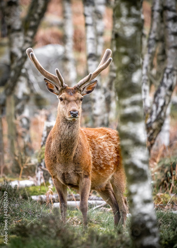 Wild red deer standing in bracken of Derbyshire Peak District forest with antlers and orange green springtime colours. Looking at camera close up big beautiful wildlife animal.