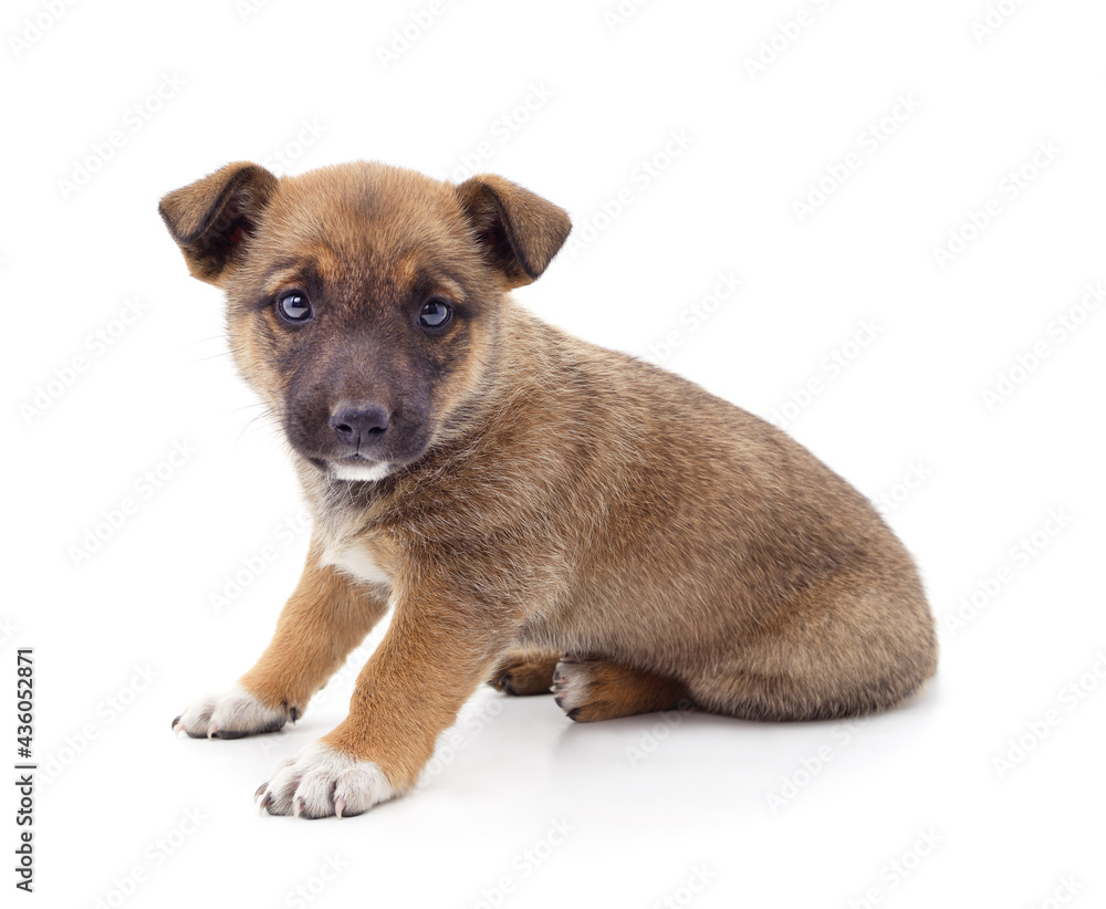 One little dog. One little dog.