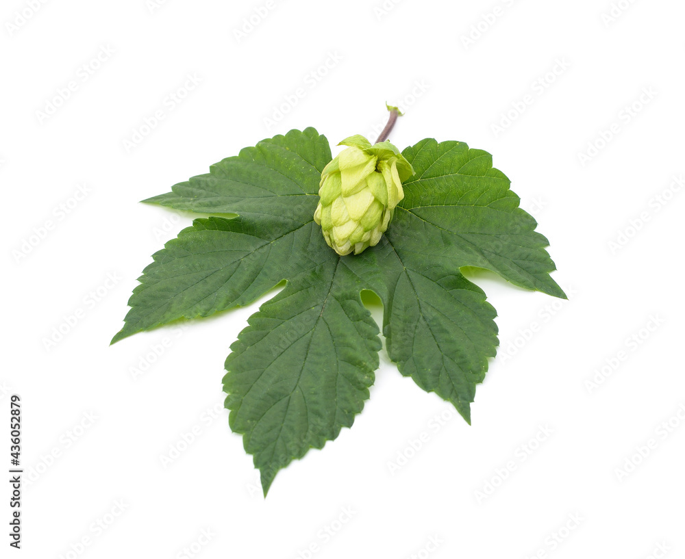 Green flower hop.