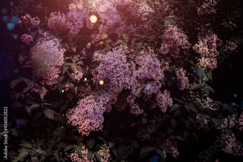 Lush bushes of lilacs. Spring flowers on a sunny day
