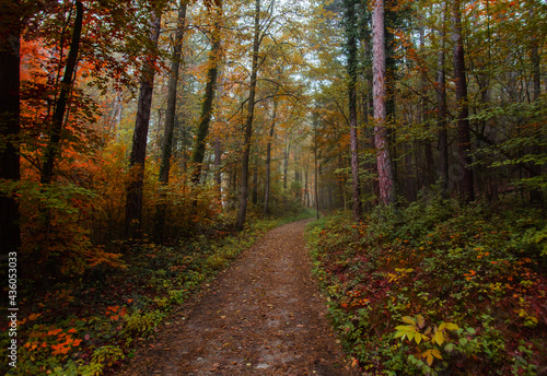 Fototapeta Naklejka Na Ścianę i Meble -  misty autumn forest