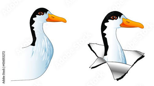 canard, canard gras