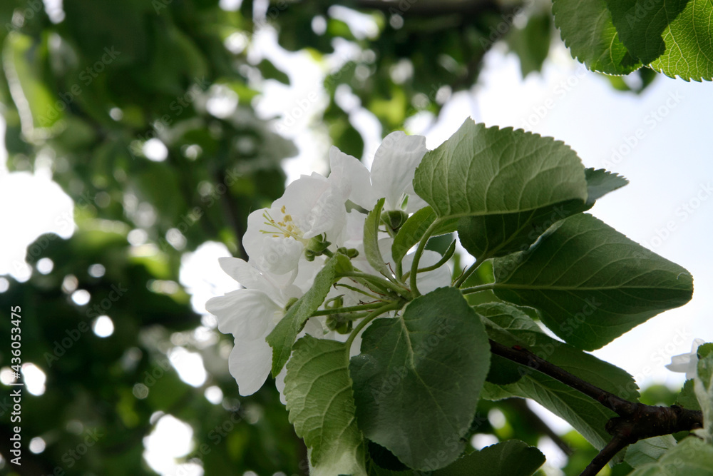 Obraz premium Blooming apple tree in spring in Moscow