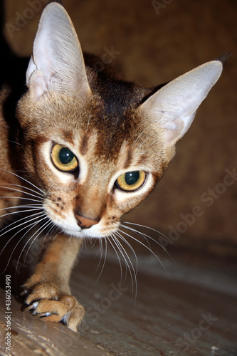 Chausie kitten on the hunt photo