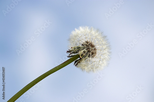 Dandelion seed head against the blue sky with white clouds  selective focus. Blowball of beautiful dandelion  ready to fly