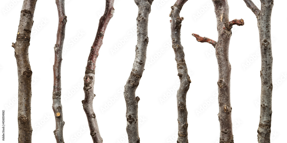 Naklejka premium Collection walnut branches isolated on white background, including clipping path