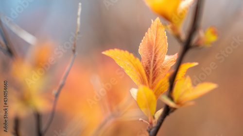 Spring leaves red-orange on a branch with a blurred background.