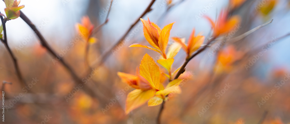 Spring leaves red-orange on a branch Spring leaves red-orange on a branch